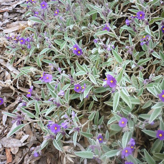 Image of Potato Bush or Tomato Bush