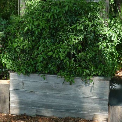 Image of Potato Vine
