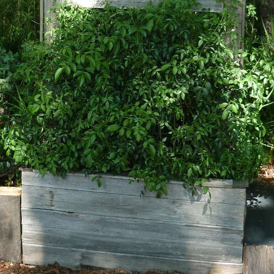 Image of Potato Vine
