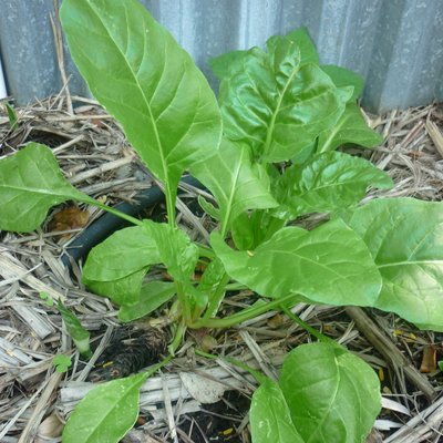 Image of Spinach