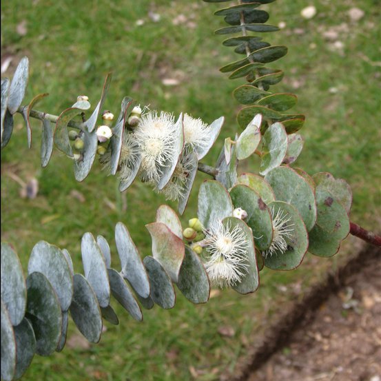 Image of Spinning Gum