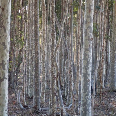 Image of Spotted gum