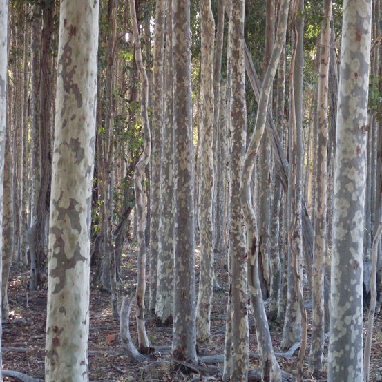 Image of Spotted gum