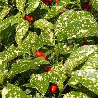 Image of Spotted Laurel