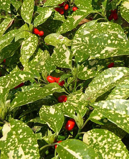 Image of Spotted Laurel