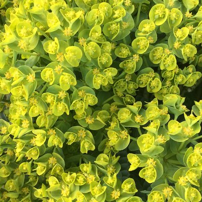 Image of Spurge