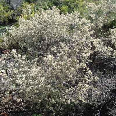 Image of Australian Dusty Miller