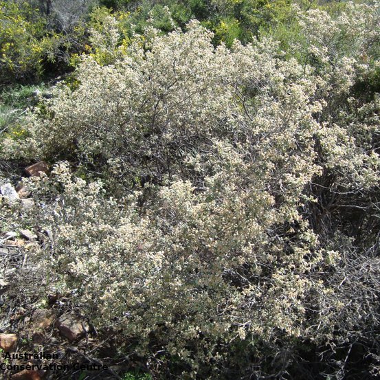 Image of Australian Dusty Miller