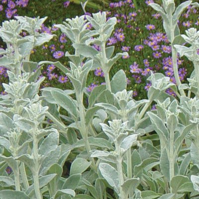 Image of Lamb's Ears
