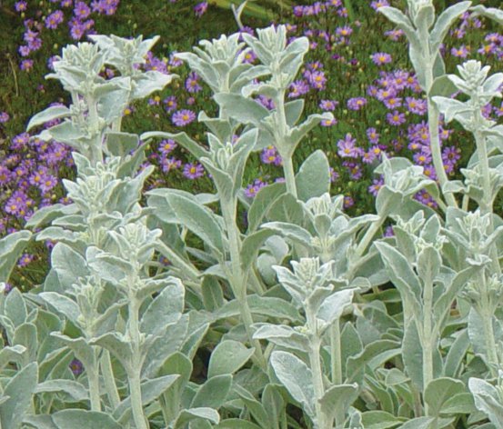 Image of Lamb's Ears