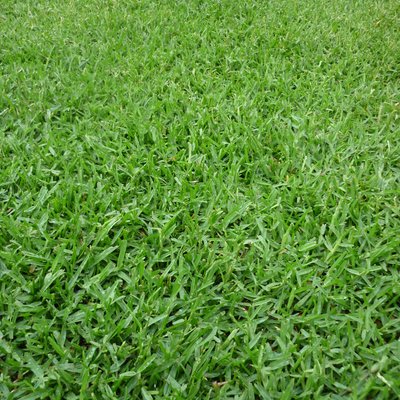 Image of Buffalo Grass