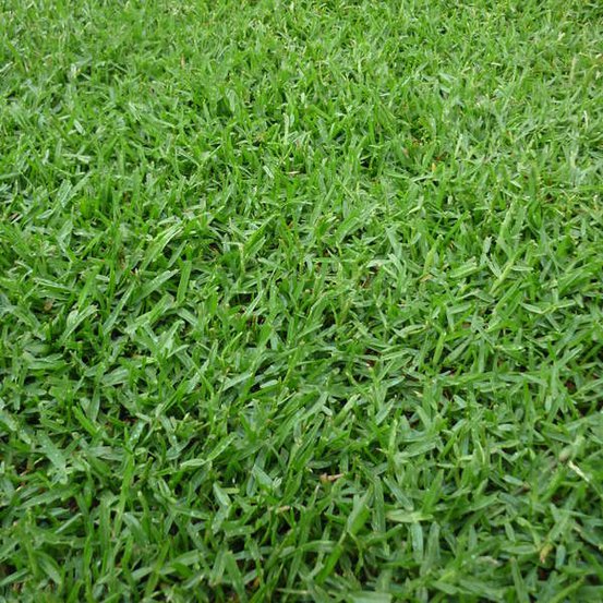 Image of Buffalo Grass