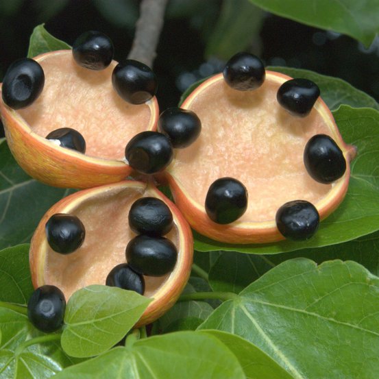 Image of Peanut Tree