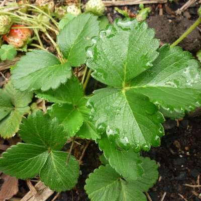 Image of Strawberry