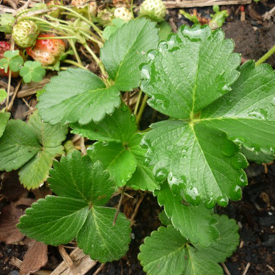 Image of Strawberry