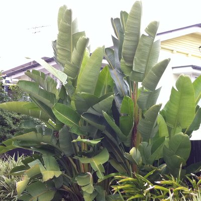 Image of White Bird of Paradise
