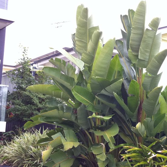 Image of White Bird of Paradise