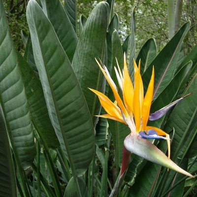 Image of Bird of Paradise, Crane flower, Strelitzia