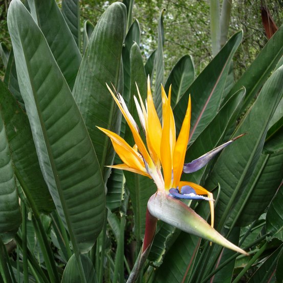 Image of Bird of Paradise, Crane flower, Strelitzia
