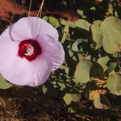 Image of Sturts Desert Rose
