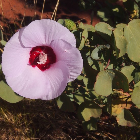 Image of Sturts Desert Rose