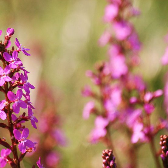 Image of Grass-leaved Trigger Plant