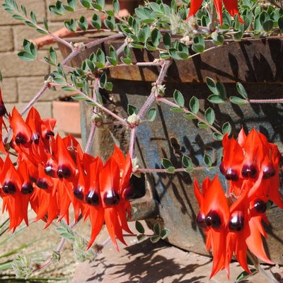 Image of Sturts Desert Pea