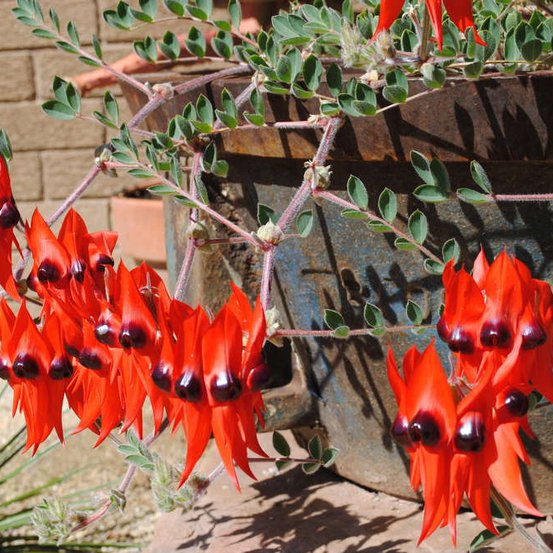 Image of Sturts Desert Pea