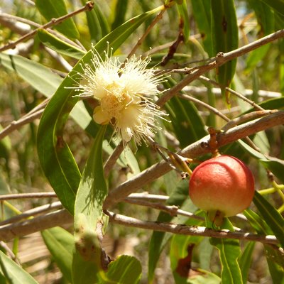 Image of White Apple