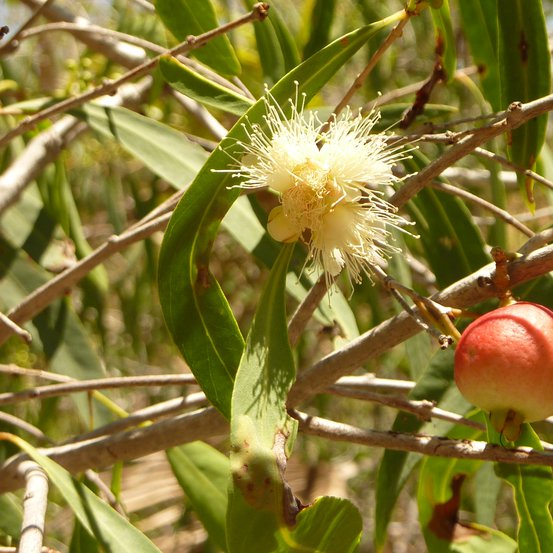 Image of White Apple