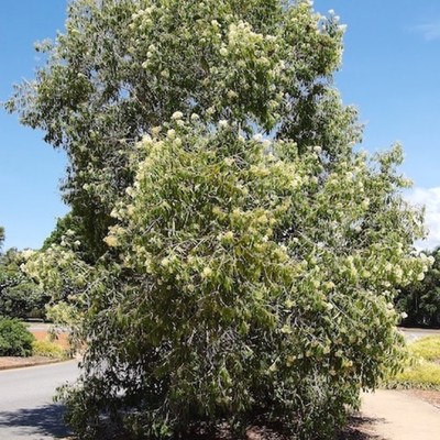 Image of Small White Bush Apple