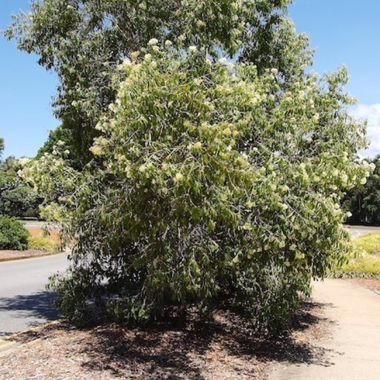 Image of Small White Bush Apple
