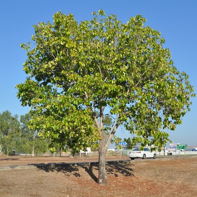 Image of Red Bush Apple