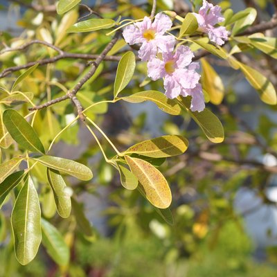 Image of Pink Trumpet Tree 