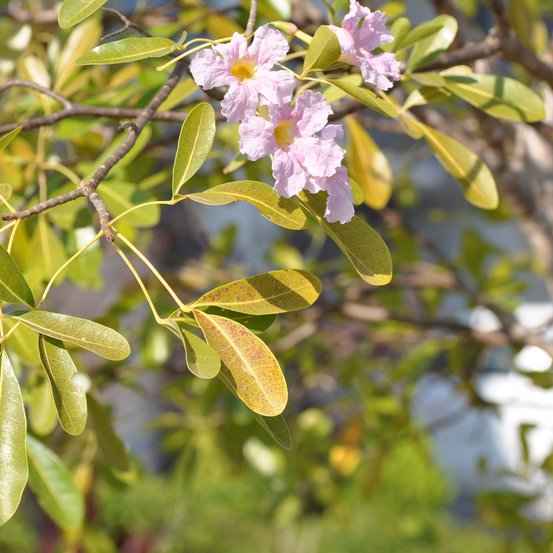 Image of Pink Trumpet Tree 