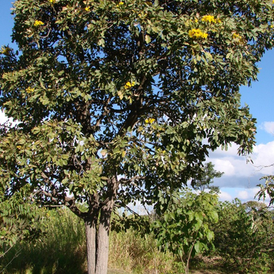 Image of Yellow Trumpet Tree 