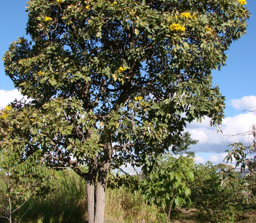 Image of Yellow Trumpet Tree 