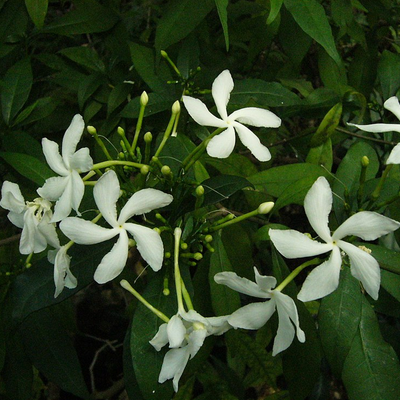 Image of Little Emerald