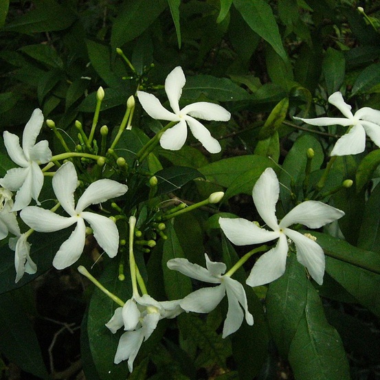 Image of Little Emerald