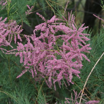 Image of Early Tamarisk