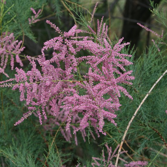 Image of Early Tamarisk