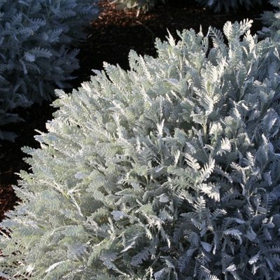 Image of Canary Island Daisy