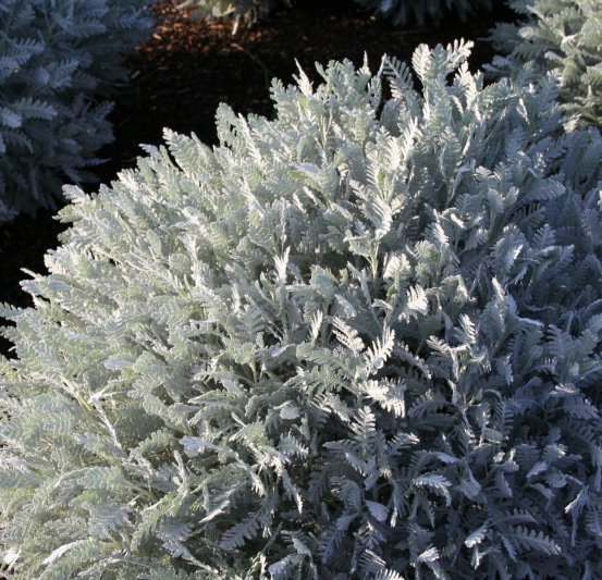 Image of Canary Island Daisy