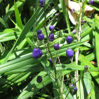 Image of Tasman Flax Lily, Blueberry