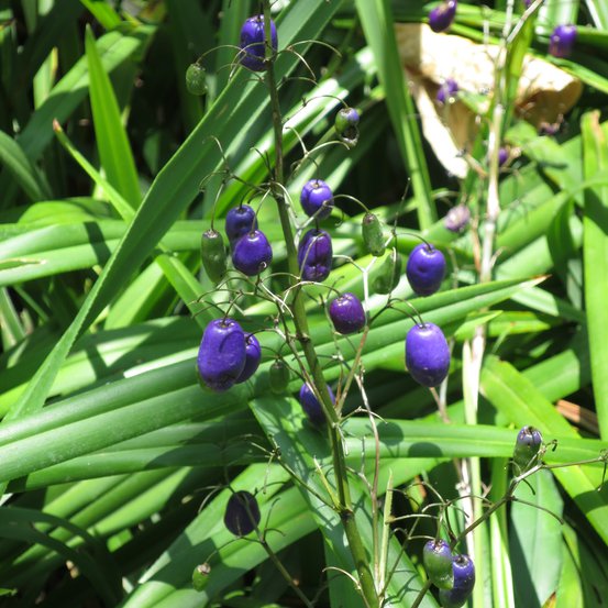 Image of Tasman Flax Lily, Blueberry