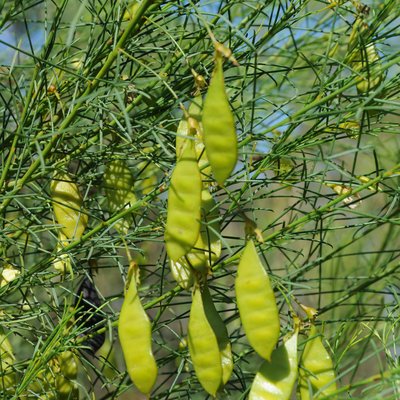 Image of Templetonia