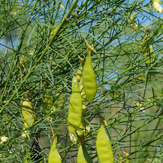 Image of Templetonia