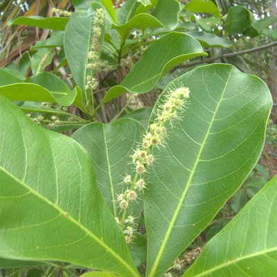 Image of Billy Goat Plum