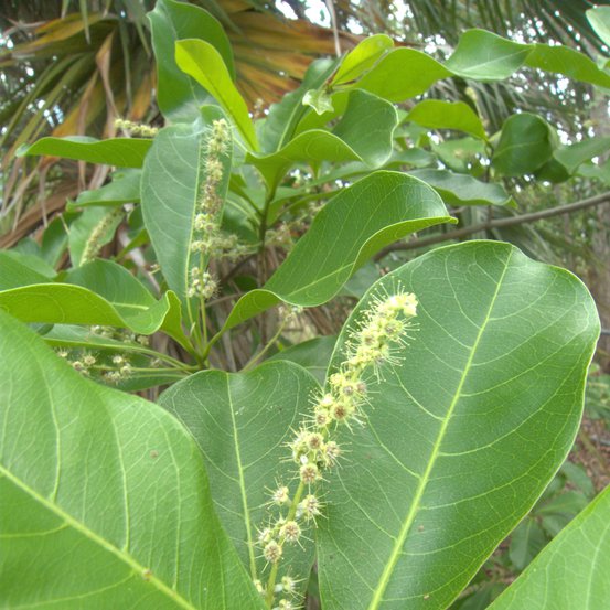 Image of Billy Goat Plum