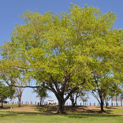 Image of Terminalia